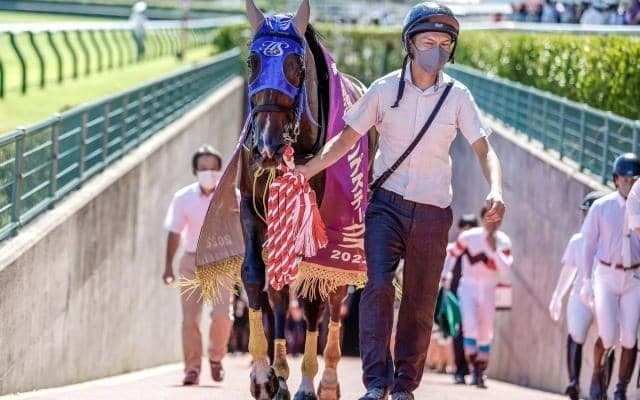 【阪神ジャンプS予想オッズ】ホッコーメヴィウスが予想1番人気
