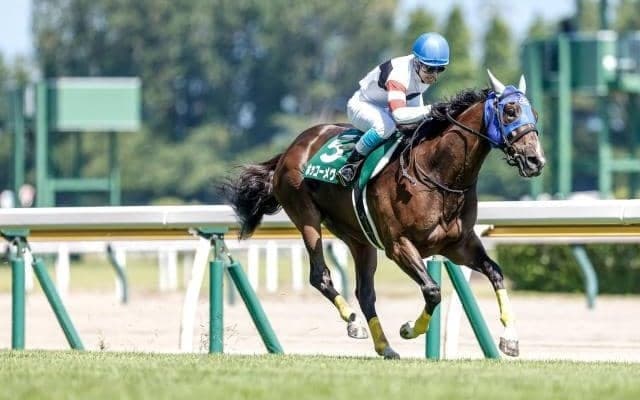 【阪神ジャンプS出走馬・騎手確定】ホッコーメヴィウス＆黒岩悠騎手、ゲインスプレマシー＆石神深一騎手など14頭