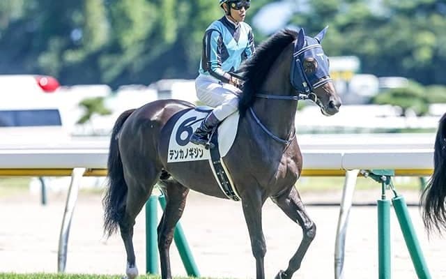 【次走】テンカノギジンは東スポ杯2歳Sへ 新潟で初陣Vの1億円馬が重賞狙う