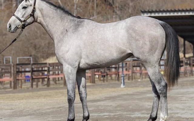 【POG】GI馬ダノンプラチナの甥シルヴァーアーマーが25日中京で初陣 鞍上はルメール騎手