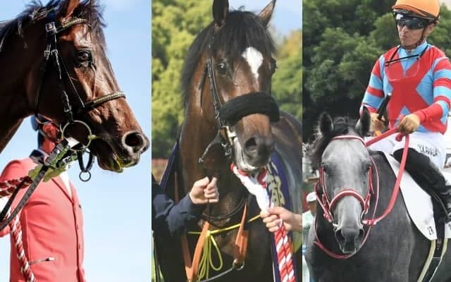三冠馬の全弟がクラシックトライアル挑戦 青葉賞馬や京都新聞杯覇者も登場/神戸新聞杯想定馬