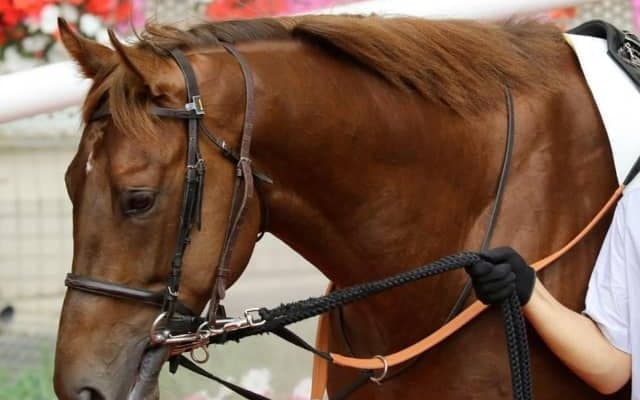 580kg超の巨体で5馬身差の圧勝！ 良血3歳馬が古馬撃破