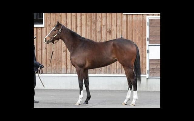 スワーヴリチャードの全妹バロッサヴァレーは「馬っぷりがよく、上々の乗り味」