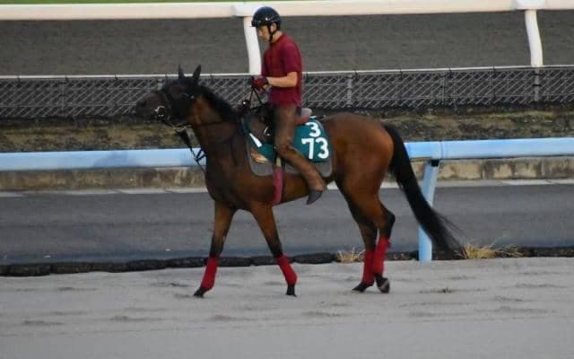 母はダート交流重賞6勝のマラマがデビュー/関西馬メイクデビュー情報