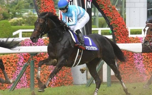 菊花賞TR神戸新聞杯、好メンバー激突のオールカマー/今週の競馬界の見どころ