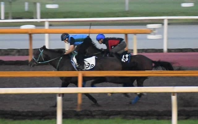 【神戸新聞杯想定騎手】プラダリアは池添謙一騎手、ヴェローナシチーは団野大成騎手