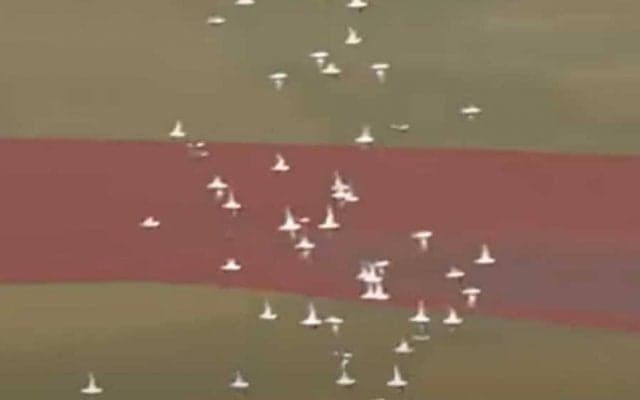 珍事を捉えたカメラ技術が「すごい」　暗闇で的確に映した鳥の大群は“プロの技”