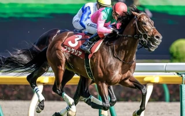 【神戸新聞杯予想オッズ】プラダリアが予想1番人気