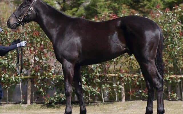 【JRA新馬戦】三冠馬コントレイルの半弟インタクトなどがデビュー