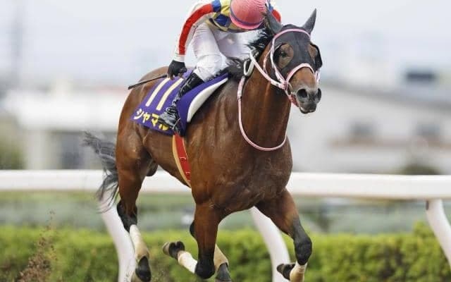 ダート短距離界の王者へ 重賞V3のシャマルは南部杯でJpnI初制覇を狙う