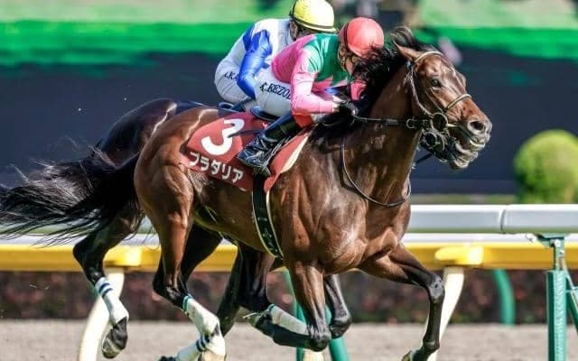 【神戸新聞杯枠順確定】プラダリアは7枠14番、パラレルヴィジョンは6枠11番