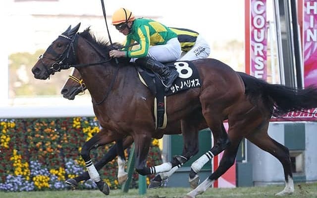 【神戸新聞杯予想】ディープインパクト産駒は例外！ 前走がダービー以外の重賞だった馬も○○に注目