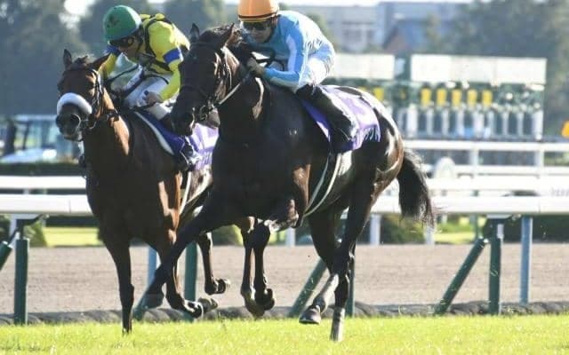 【オールカマー前日オッズ】デアリングタクトが2.1倍で1番人気