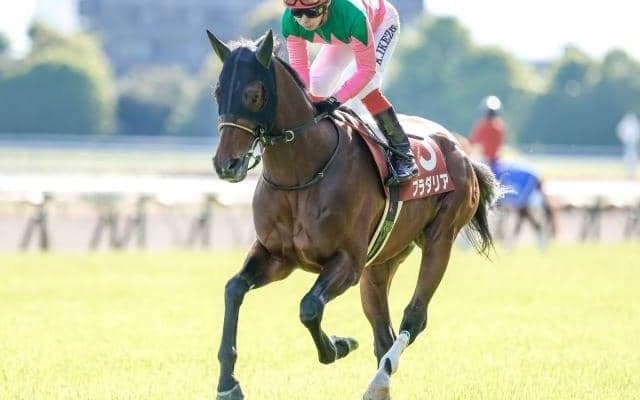 【神戸新聞杯予想】牡馬クラシック戦線は混戦模様 新たな主役は生まれるか