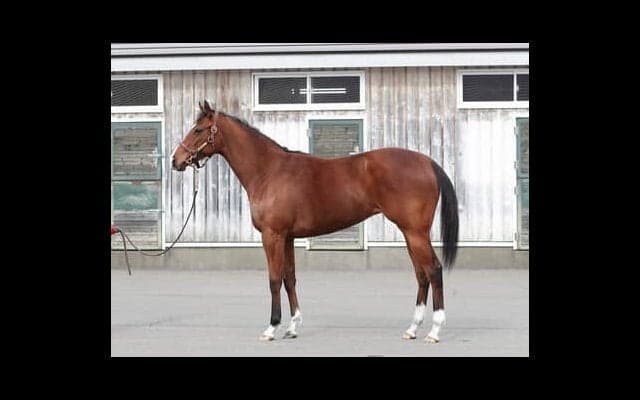 デニムアンドルビーの初子は、友道調教師が「いい動きをする」と期待を寄せるデューデット