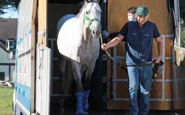 パクスアメリカーナがレックススタッドに到着 来シーズンから種牡馬入り、全姉はGI馬ホエールキャプチャ