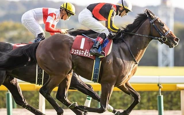 【AI予想・スプリンターズS】GI舞台が試金石の一戦！ 近年の好走傾向にも合致「初挑戦」は吉とでる？