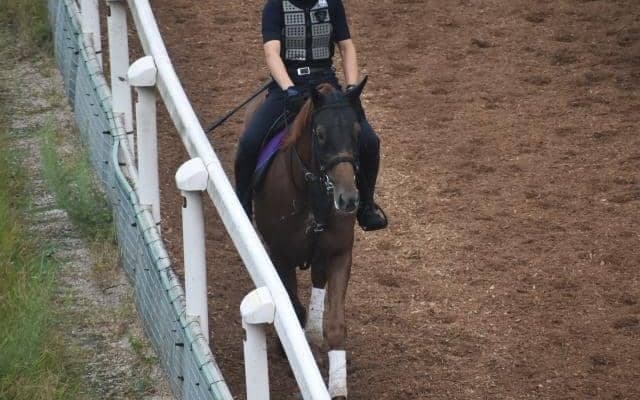 テーオーケインズなど、先週の入厩情報/栗東トレセンニュース