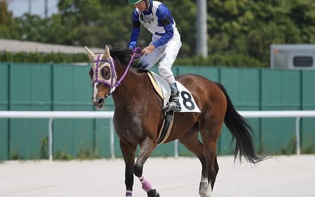 ウオッカと同期の18歳馬が名古屋競馬に登場 国内最高齢出走記録を更新