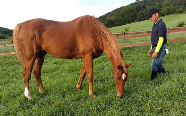 タイキシャトルと過ごした日々(4)「シャトルは、この時を選んで天に召された気がする」