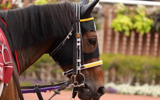 10月1日の出走取消、疾病の一覧 アスクキングコング競走中止など/中山・中京