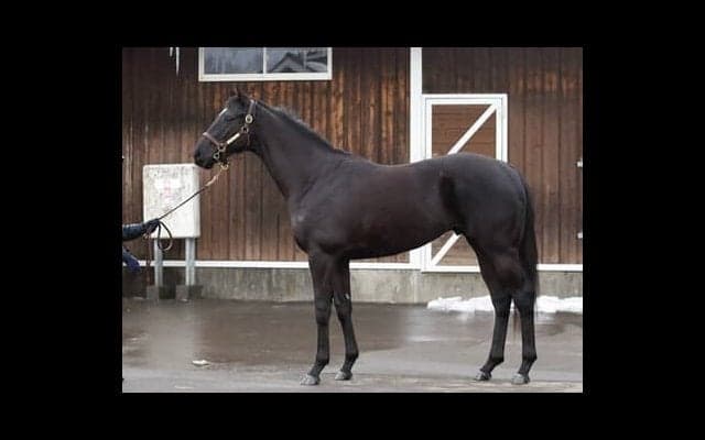 ＧＩ馬３頭を出した名牝の子、グランヴィノスのパワーある動きにスタッフも「いい雰囲気がある」とベタ褒め