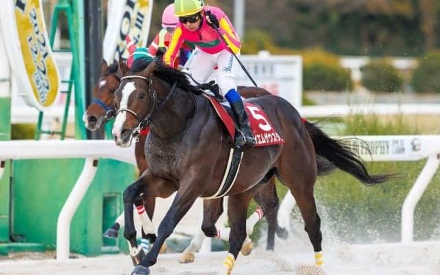 【大井・東京盃枠順確定】テイエムサウスダンは7枠7番、レッドルゼルは8枠8番