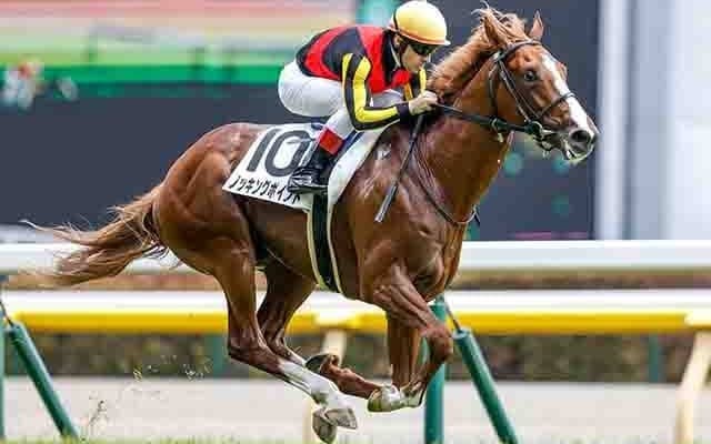 【サウジアラビアRC想定騎手】ノッキングポイントはC.ルメール騎手、ドルチェモアは横山和生騎手