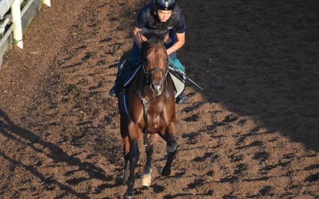 オープンファイアなど、先週の入厩情報/栗東トレセンニュース