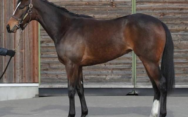 【JRA新馬戦】ダノンファンタジーの妹レーベンスベルーフ、シュヴァルグランの弟グランヴィノスなど血統馬が続々デビュー