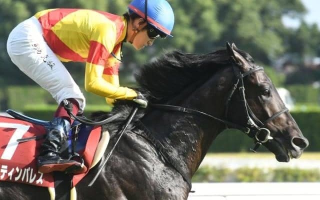 【菊花賞】ジャスティンパレス、ガイアフォースらが登録