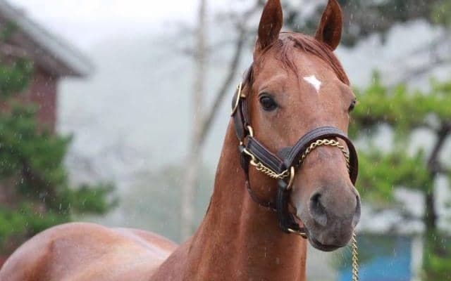 2017年のNARグランプリ年度代表馬ヒガシウィルウィンがイーストスタッドで種牡馬に