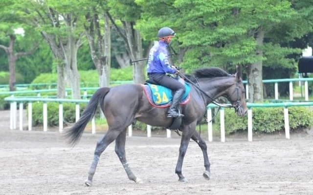 近親にはソングラインなどGIウイナーや重賞馬多数 木村哲也厩舎のスキルヴィング/関東馬メイクデビュー情報 