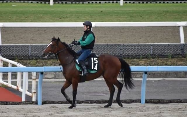 ノヴァホークの2020など、先週のゲート試験/栗東トレセンニュース