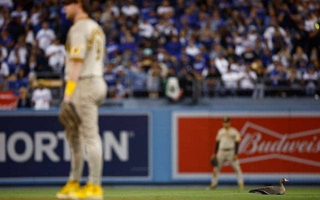 【MLB 地区S】ダルビッシュ登板試合で珍事　特大カモがグラウンドに“乱入”、場内大盛り上がり