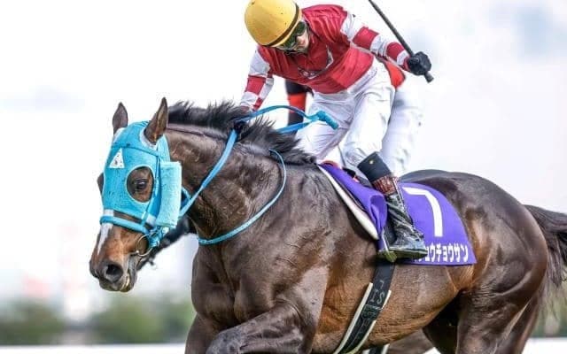 【東京ハイジャンプ出走馬・騎手確定】オジュウチョウサン＆石神深一騎手、ホッコーメヴィウス＆黒岩悠騎手など12頭