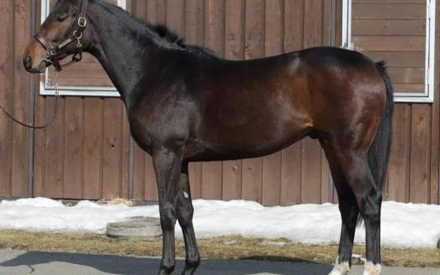 【JRA新馬戦】ダノンスコーピオンの全弟ダノンバビルなどがデビュー