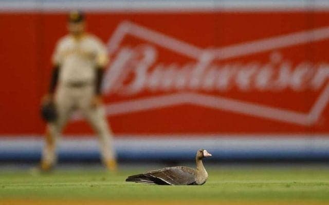 【MLB 地区S】乱入した鳥が“キンブレルそっくり”　ロースター落ちも…仮の姿で「10人目の守備」
