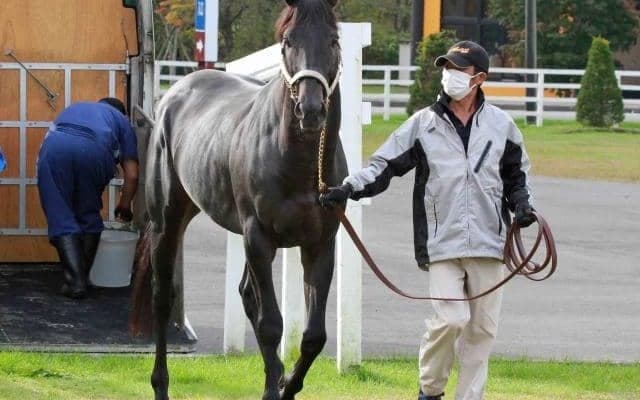 2020年のJRA賞最優秀ダートホース チュウワウィザードが優駿SSで種牡馬に