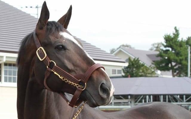 2020年の南部杯でダート1600mの日本レコードを記録 アルクトスが優駿SSで種牡馬に