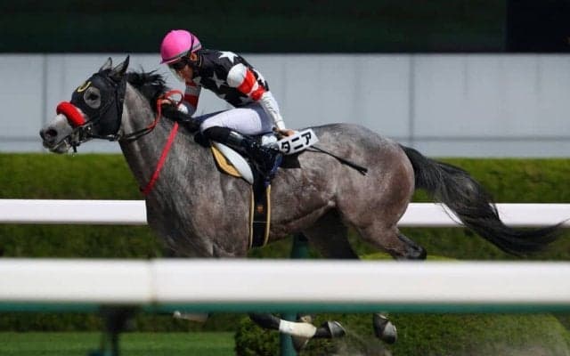 【新馬/阪神4R】ハービンジャー産駒 ブリタニアが4馬身差完勝