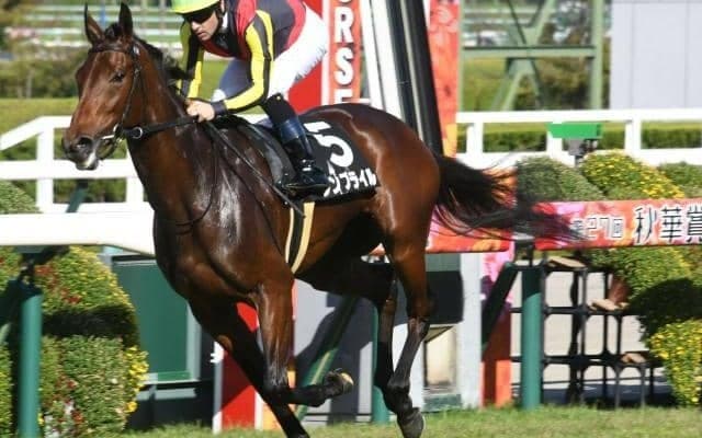 【もみじS結果】ウンブライルが鋭く差し切りデビュー2連勝