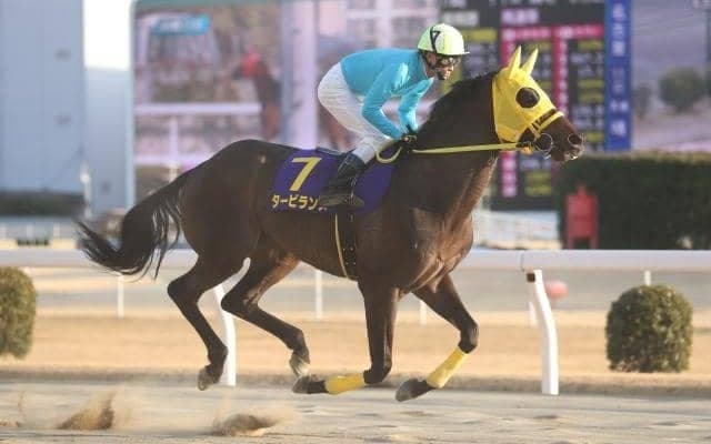 【浦和・埼玉新聞栄冠賞枠順】3連覇狙うタービランスは8枠12番 浦和記念の前哨戦に12頭集う