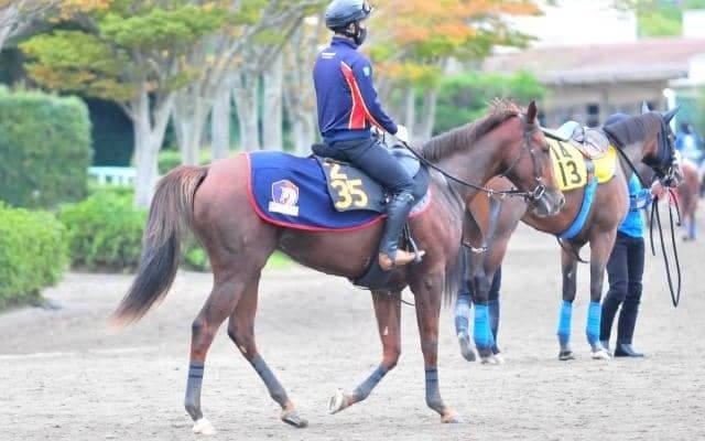 姉はGI2勝のメジャーエンブレム エンパイアブーケがC.ルメール騎手でデビュー/関東馬メイクデビュー情報