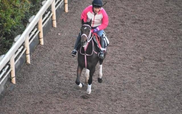 ジーゲルマンなど、先週のゲート試験/栗東トレセンニュース