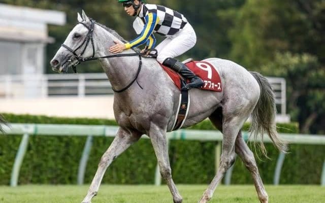 【菊花賞予想オッズ】ガイアフォースが予想1番人気