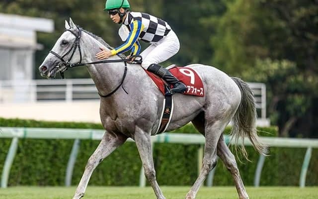 【菊花賞想定騎手】ガイアフォースは松山弘平騎手、アスクビクターモアは田辺裕信騎手
