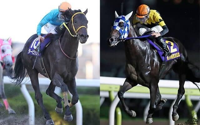 3連覇を狙う古豪タービランスと4連勝中のランリョウオー 軍配はどちらに/浦和・埼玉新聞栄冠賞注目馬