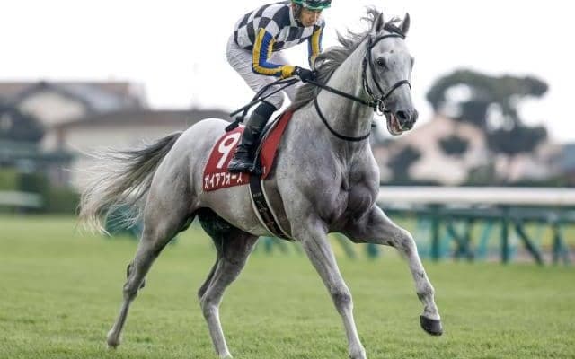 【菊花賞予想】クラシック連対馬不在でも固く決まる？AIが導き出す最も妙味のある馬とは？