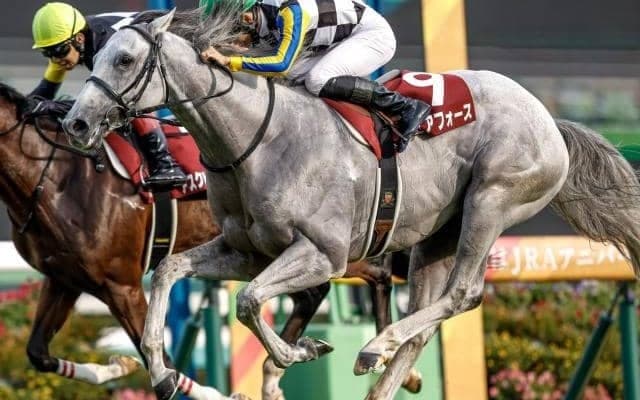 【菊花賞枠順確定】ガイアフォースは1枠1番、アスクビクターモアは7枠14番